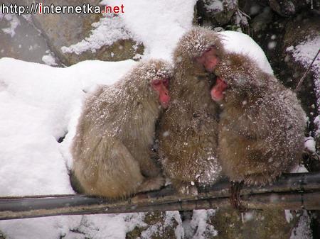 http://www.stihi.ru/pics/2009/02/20/4639.jpg