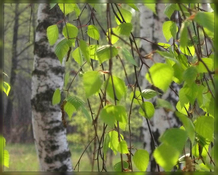 http://www.stihi.ru/pics/2009/06/10/4543.jpg