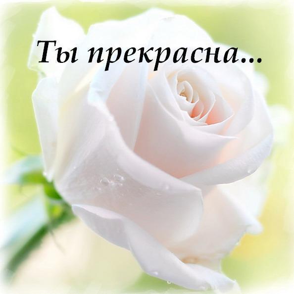 Комплимент цветочек Комплимент цветочек