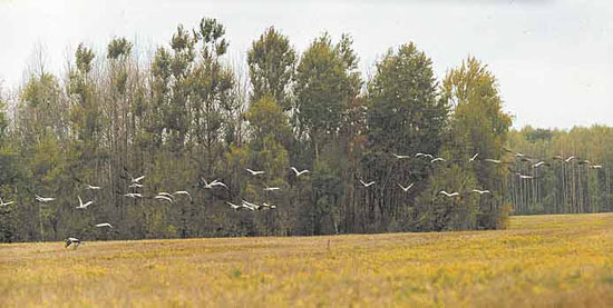 название название