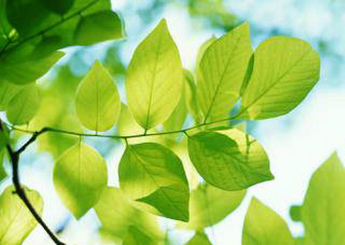 Ветка у окна