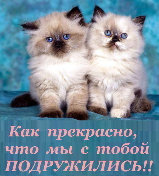 Мы с тобой друзья открытки Мы с тобой друзья открытки