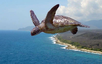 Картинки по запросу летающая черепаха фото