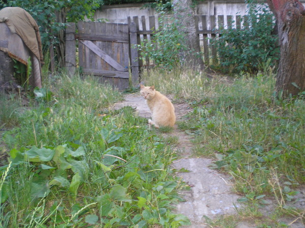 Поп и кот, или возвращение блудливого кота