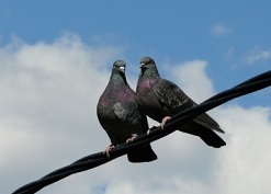 Хулиганский стих.