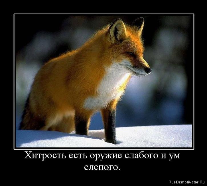 Хитрый как лиса цитаты Хитрый как лиса цитаты
