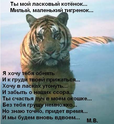 Стих котенок ты мое Стих котенок ты мое
