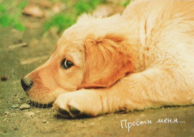 Скачать песню прости меня что не твоя прости меня что не смогла