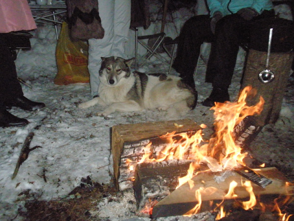 новый год в лесу