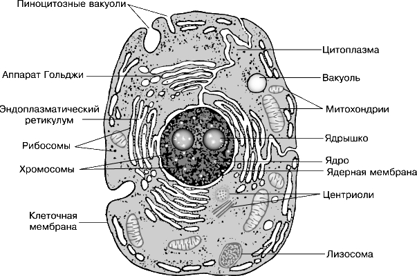Части растений картинки схема