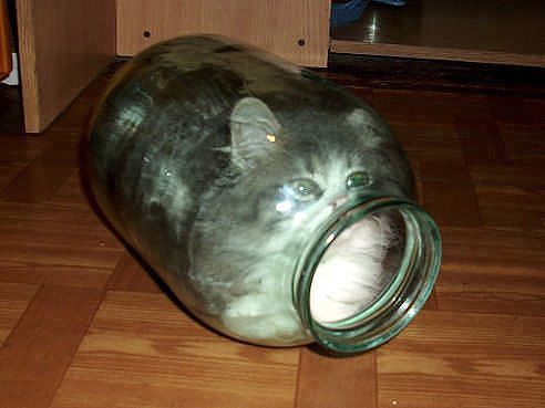 Книгу Про Кота Книгу Про Кота