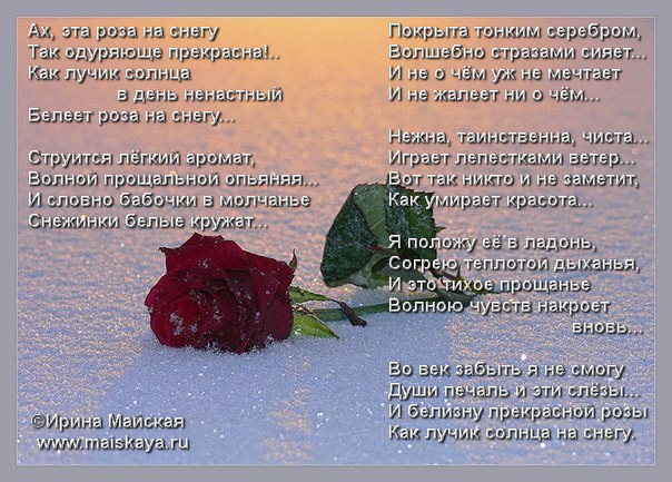 Стих о цветущей розе Стих о цветущей розе