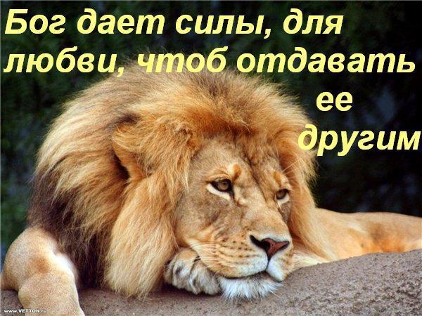 Мой любимый лев стих Мой любимый лев стих