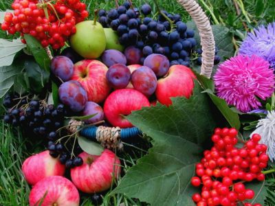 Фото Рябина - Листья, трава / Природа.