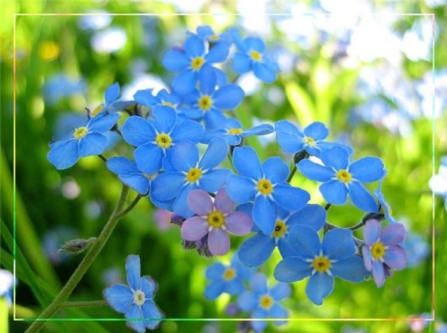 Flowers - forget-me-not Цветы - незабудки 82 JPEG + 4 PNG (прозрачный фон)...