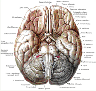 центральная нервная система