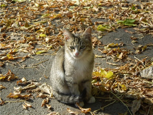 http://www.stihi.ru/pics/2011/08/24/4562.jpg