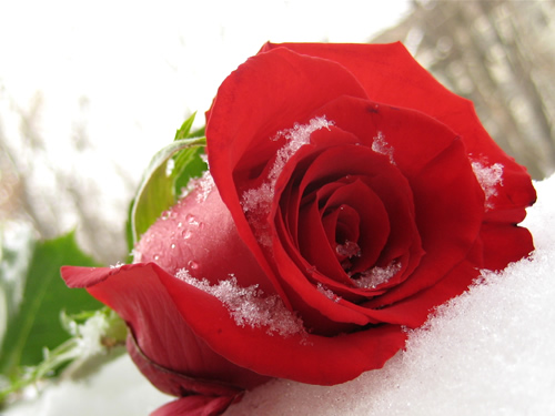 http://www.stihi.ru/pics/2011/10/01/216.jpg