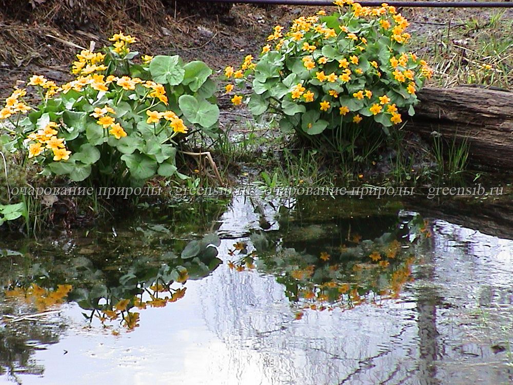 Пруд на даче своими руками из ванны, из покрышек (+фото)