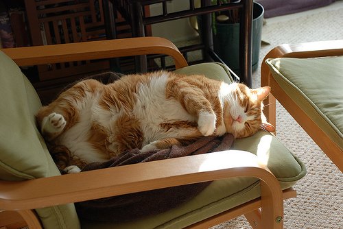 Кот-лежебока сделано своими руками Кот-лежебока сделано своими руками