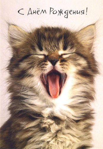 картинки котики с днём рождения