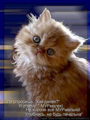 Прикольные картинки с кошками Тут много разных приколов с