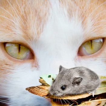 Кошки-мышки (Ольга Христолюбова) / Стихи.ру