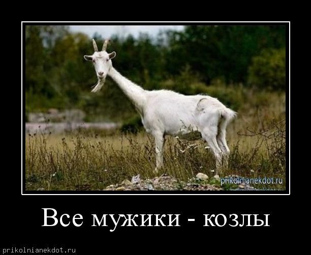 Что подарить этому козлу Что подарить этому козлу