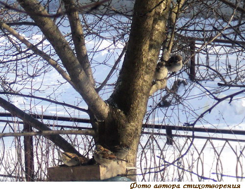 Белый плед Белый плед