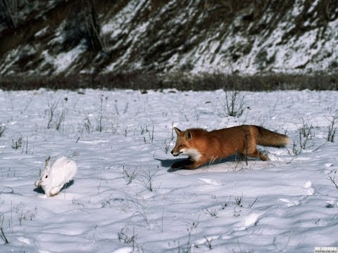 охота на лисицу загоном