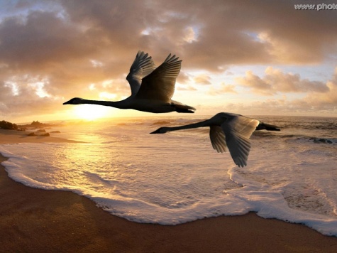 Фразы. страсть беспощадна(с). Цитаты. Фразы. страсть беспощадна(с). Цитаты.