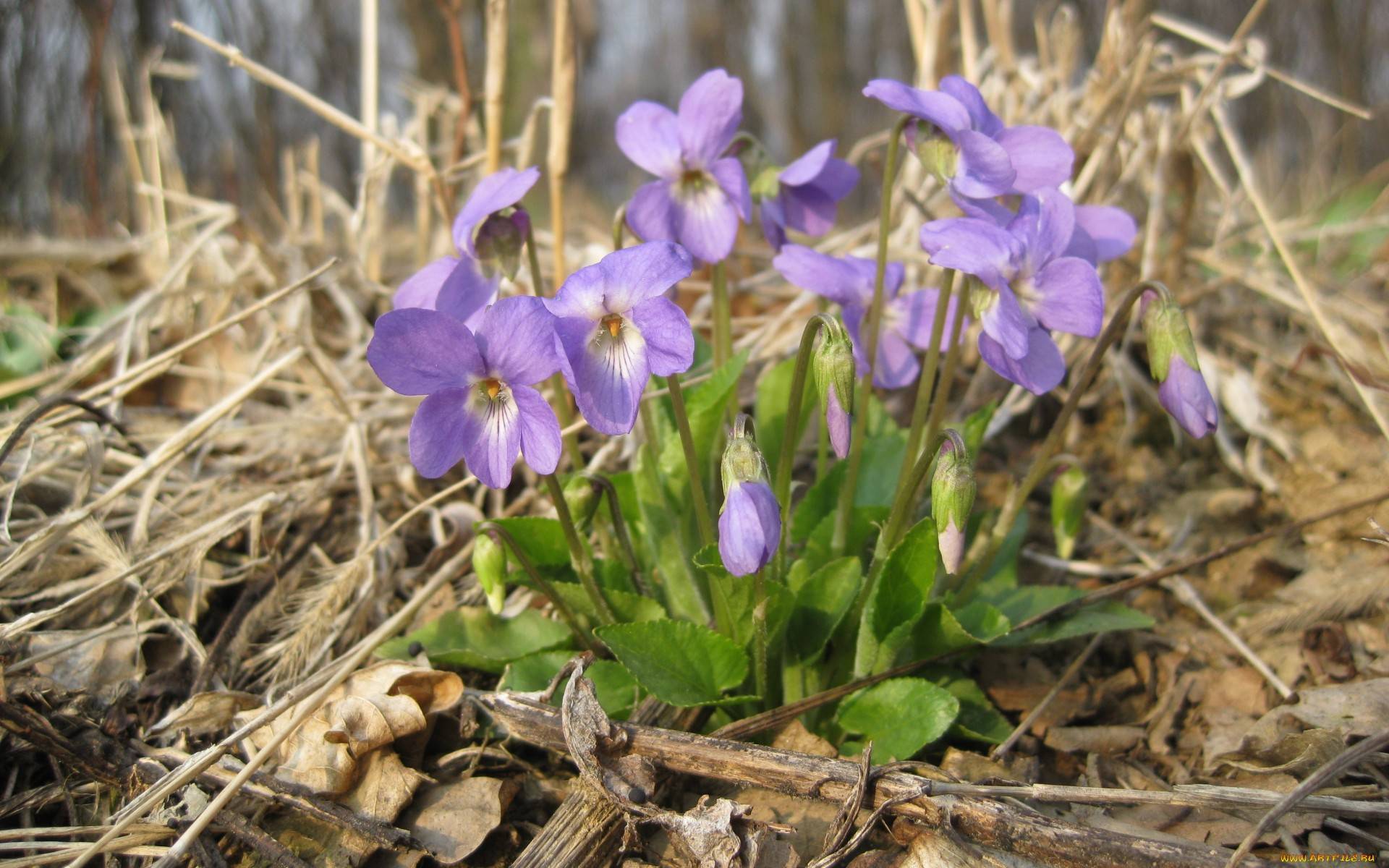 Рисунок из камушек Рисунок из камушек