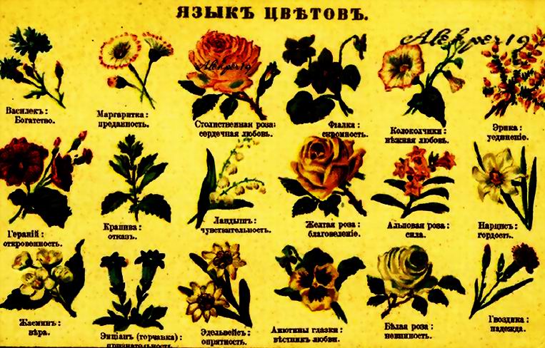 Значение цветок с картинками Значение цветок с картинками