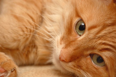 Мой рыжий кот стих Мой рыжий кот стих
