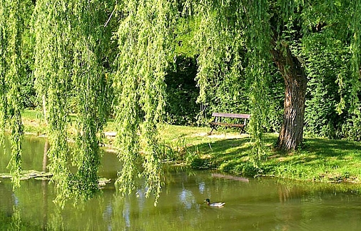Фото ивы плакучей из бисера Фото ивы плакучей из бисера