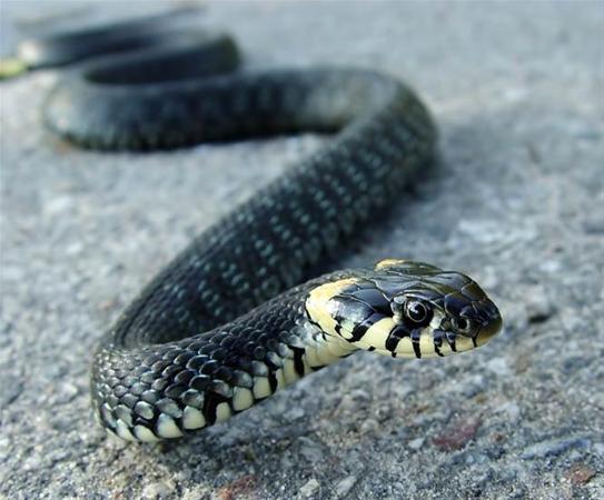 16a.jpg.  В мусоропроводе донецкой многоэтажки завелась полутораметровая змея.