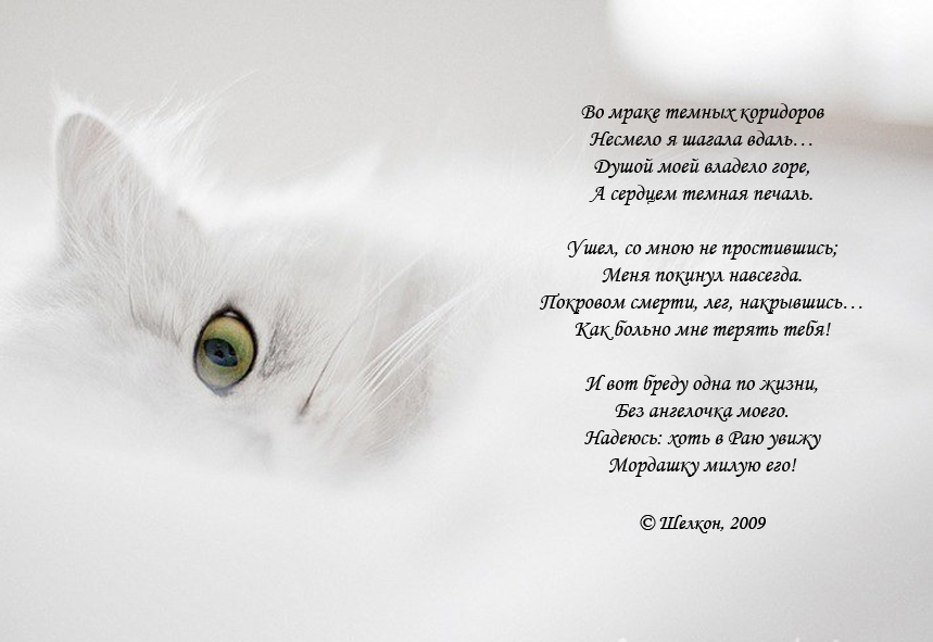 Стих коты уходят Стих коты уходят