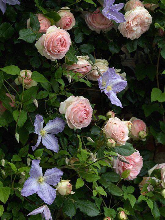 Затерянный рай