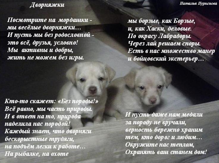 Про дворнягу стих Про дворнягу стих
