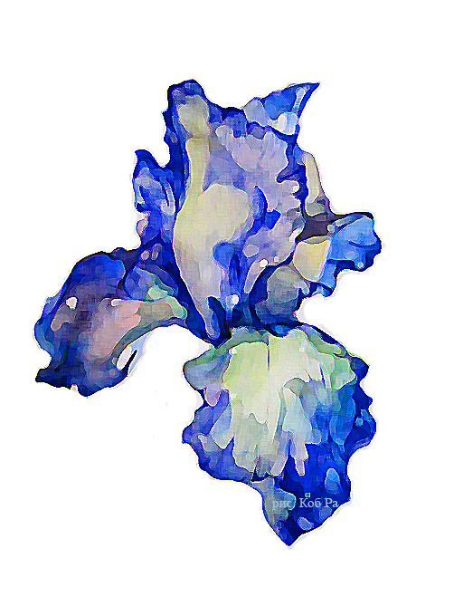 Цветок голубого ириса