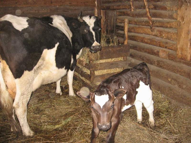 Стойло коровы в домашних условиях Стойло коровы в домашних условиях