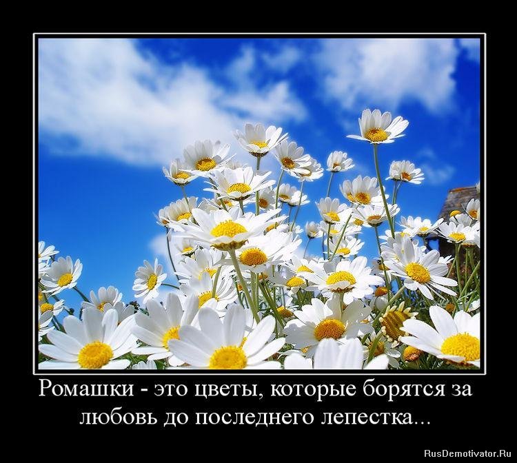 Цитаты о близких на английском Цитаты о близких на английском