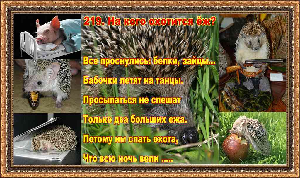Кто охотится только днем Кто охотится только днем