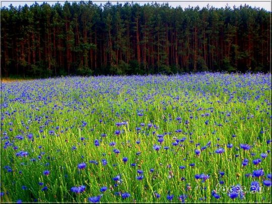Русь ромашковая, васильковая
