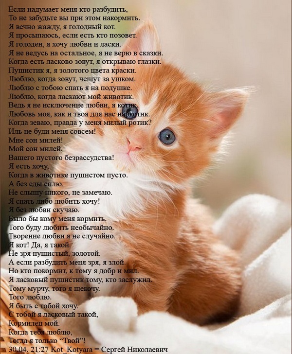 Стих любимому котёнку Стих любимому котёнку