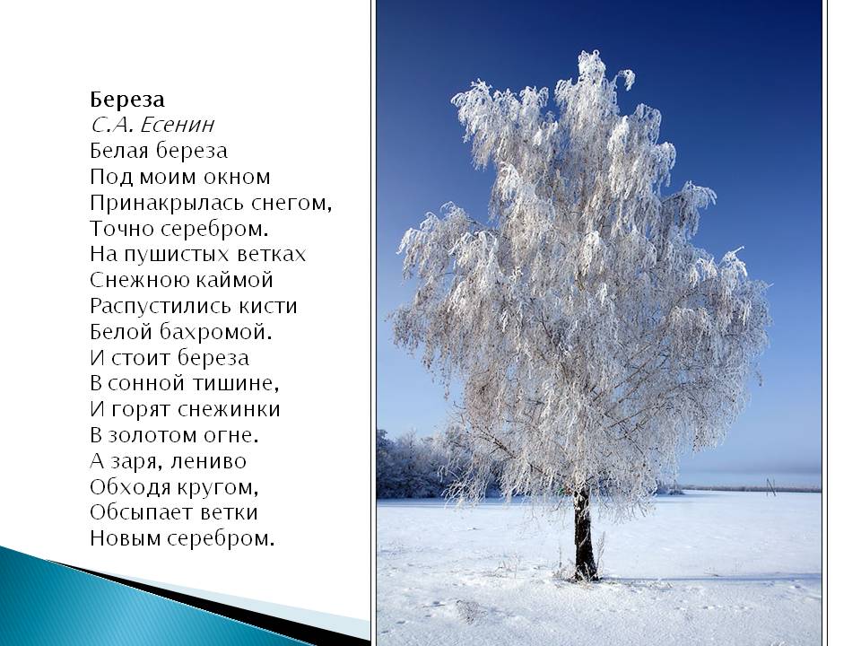 Читать стих берёзы Читать стих берёзы