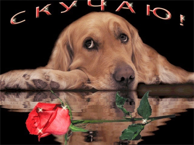 Красивые картинки и анимации.