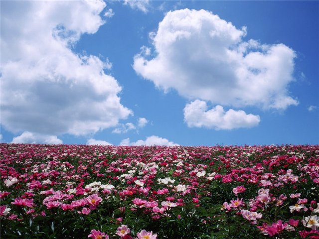 Разрешение 1600x900, Цветы, поле, горизонт, пионы, облака, у…