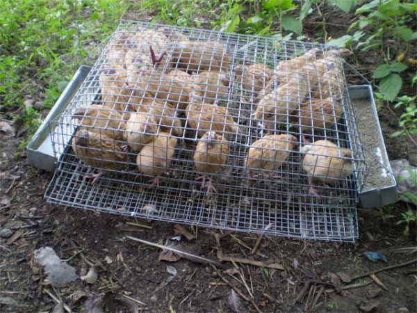 Сделай сам своими руками клетки для перепелов Сделай сам своими руками клетки для перепелов