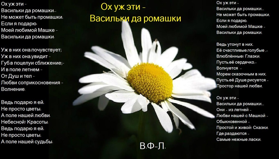 Любимый цветок ромашка стих Любимый цветок ромашка стих